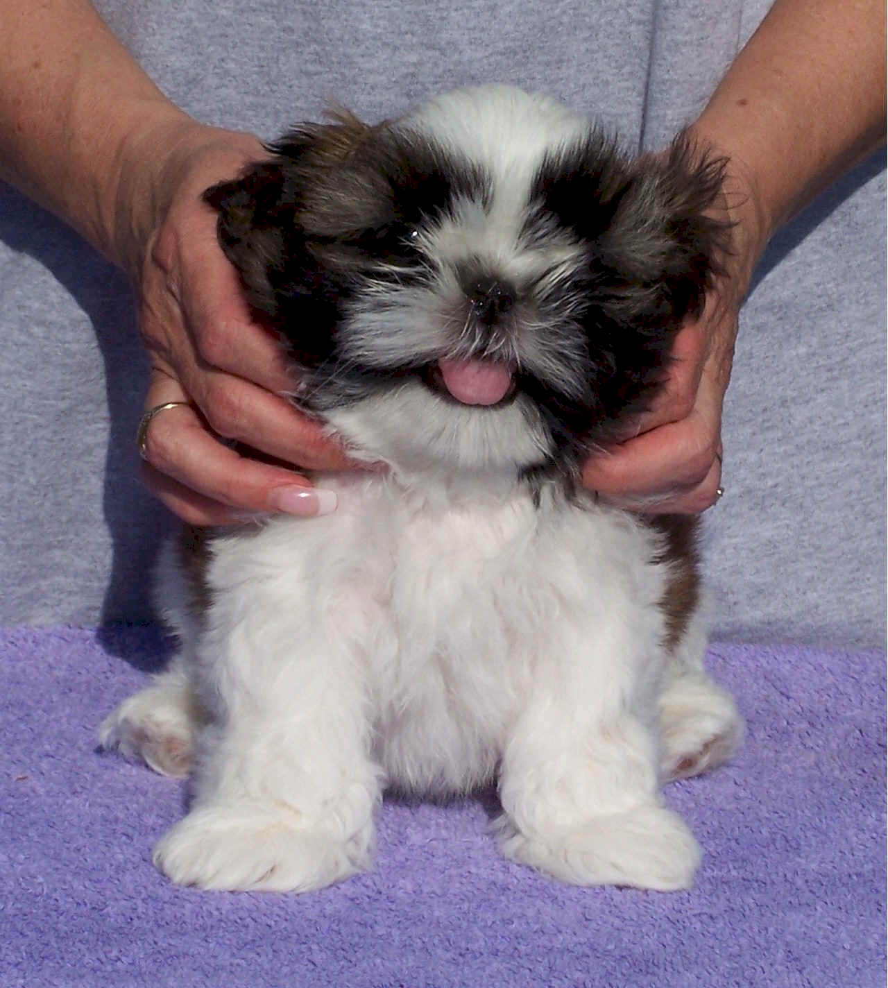 Shih Tzu Breeder in Indianapolis, IN